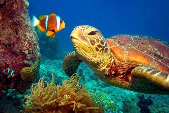 Eco Sea Scooter Guided Beach Tour From The Famous Kapalua Bay - The Pros and Cons