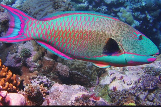 Eco Sea Scooter Guided Beach Tour From The Famous Kapalua Bay - FAQs