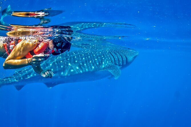 Eco Whale Shark Encounter - Frequently Asked Questions