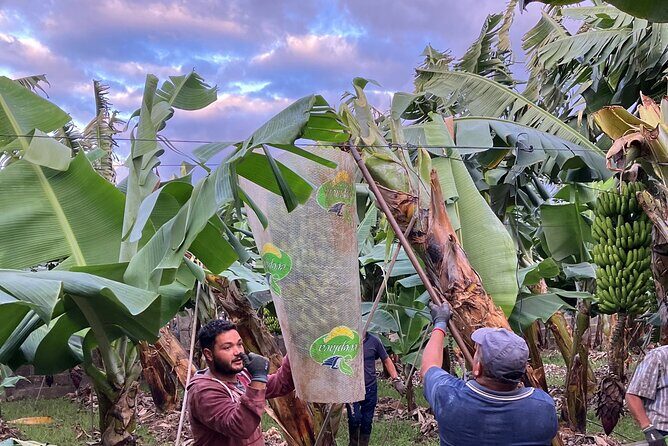 Ecological Banana Plantation Tour - FAQ