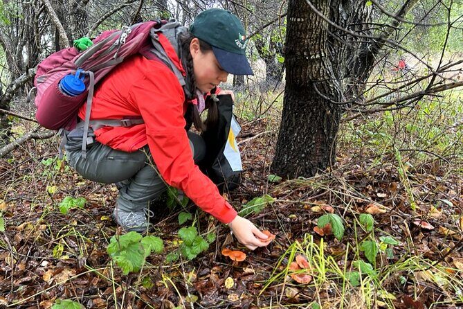 Ecological Mushroom Foraging Workshop - Practical Details: What You Need to Know
