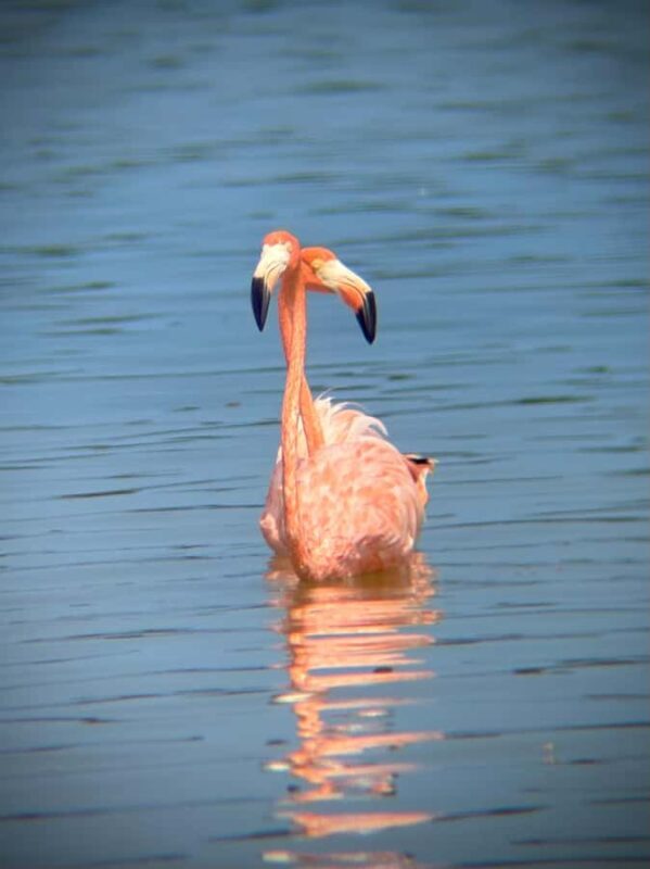 ECOSAFARI: Explore the mangroves, flamingos and crocodiles. - Key Points