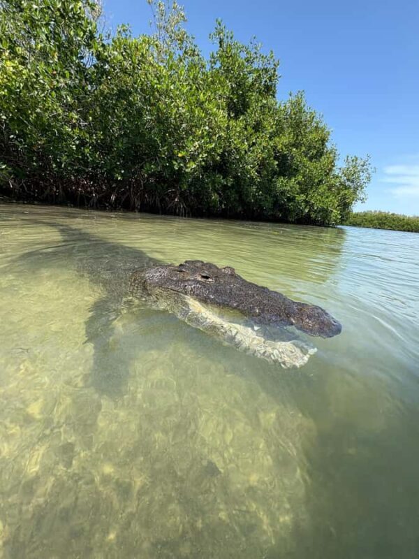 ECOSAFARI: Explore the mangroves, flamingos and crocodiles. - Wildlife and Ecosystem Insights