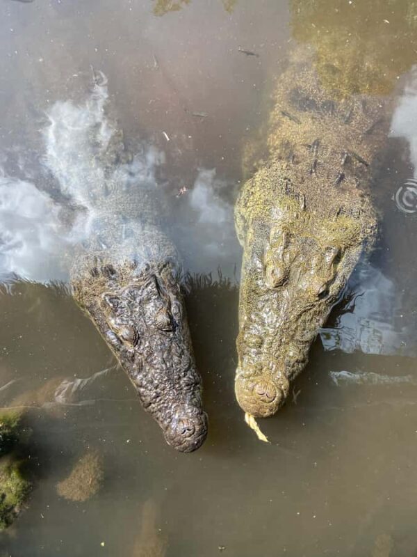 ECOSAFARI: Explore the mangroves, flamingos and crocodiles. - Who Will Love This Tour?