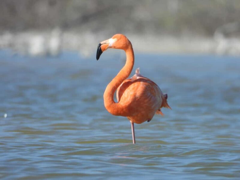 ECOSAFARI: Explore the mangroves, flamingos and crocodiles. - The Sum Up