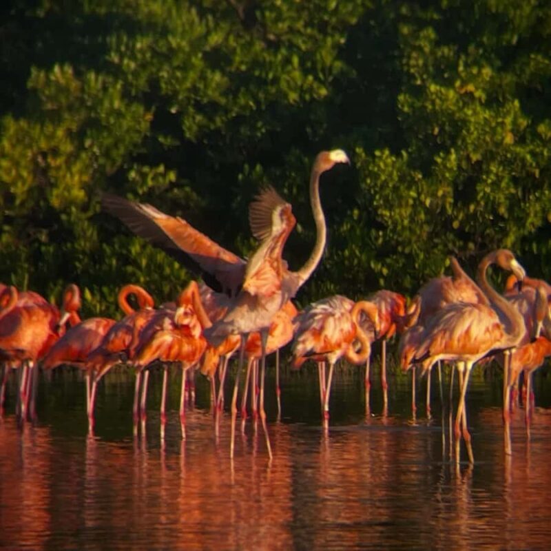 ECOSAFARI: Explore the mangroves, flamingos and crocodiles. - FAQ