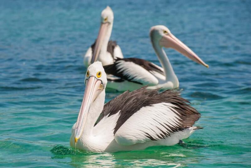 Eden: Sapphire Coast 4 Hour Shore Excursion - A Closer Look at the Experience