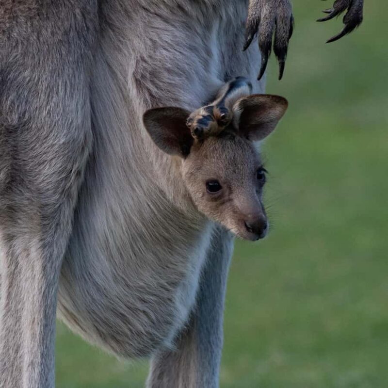 Eden: Sapphire Coast 4 Hour Shore Excursion - Who Should Consider This Tour?