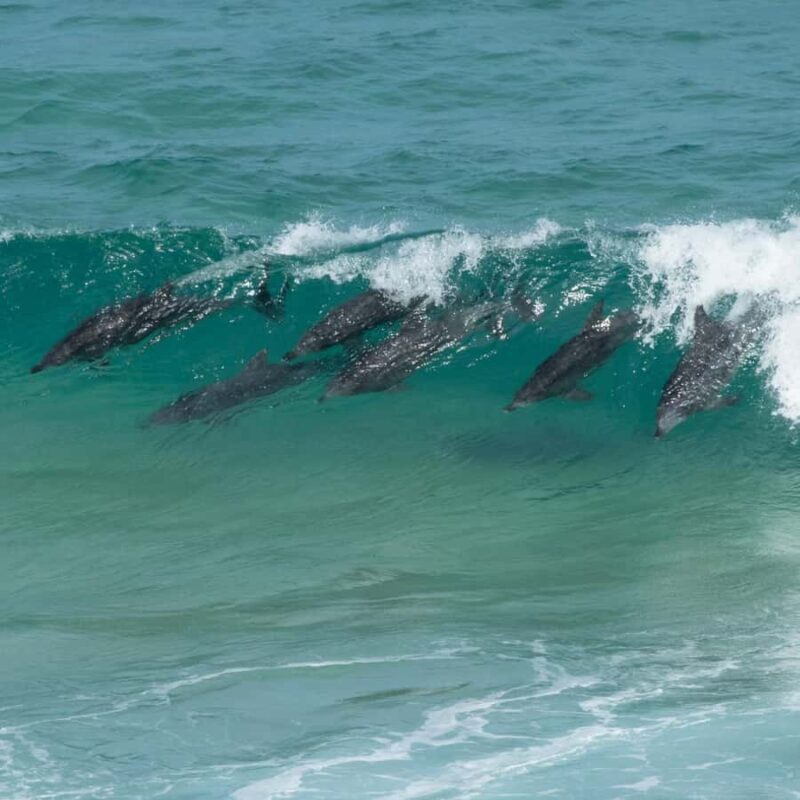 Eden: Sapphire Coast 4 Hour Shore Excursion - Final Thoughts: Is It Worth It?