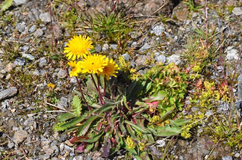 EDIBLE SPONTANEOUS PLANTS - A Closer Look at the Edible Spontaneous Plants Tour