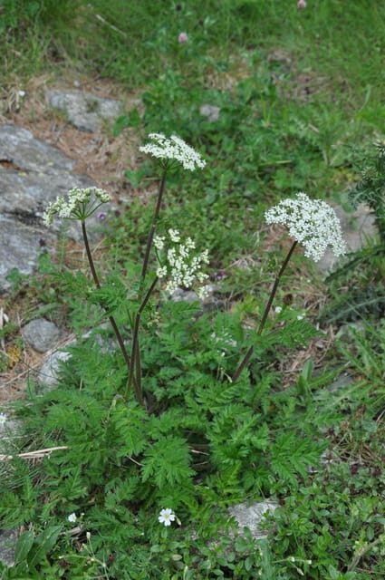 EDIBLE SPONTANEOUS PLANTS - Why This Tour Stands Out