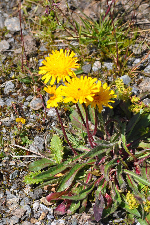 EDIBLE SPONTANEOUS PLANTS - Final Thoughts