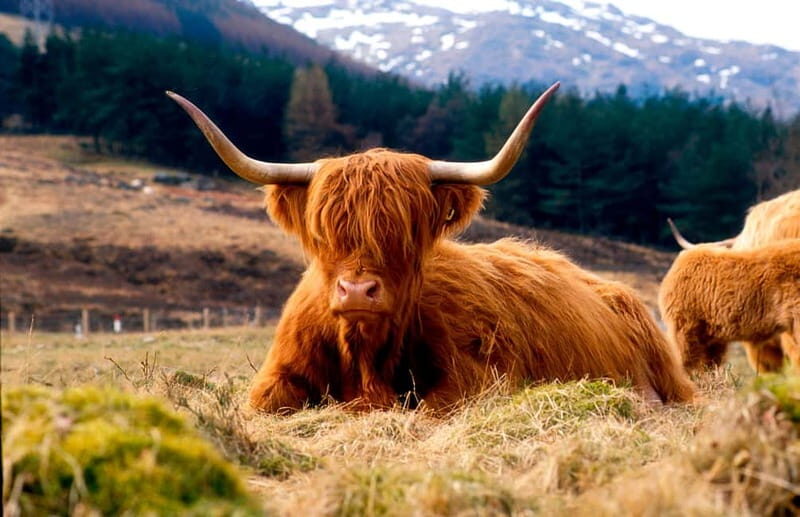 Edinburgh: Balmoral Castle and Scone Palace Royal Tour - The Itinerary: A Deep Dive