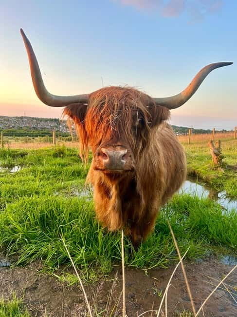 Edinburgh: Highland Cow, Blackness Castle, and Cake Tour - An In-Depth Look at the Tour Experience