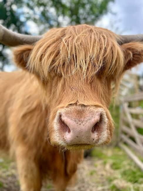 Edinburgh: Highland Cow, Blackness Castle, and Cake Tour - Final Thoughts