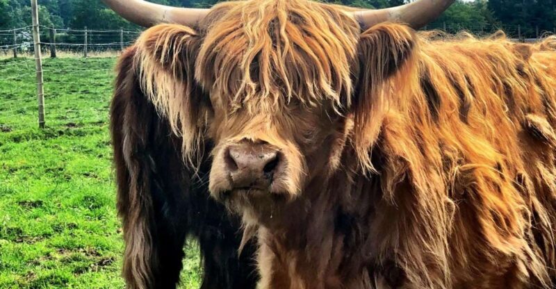 Edinburgh Private Tour - FAQ