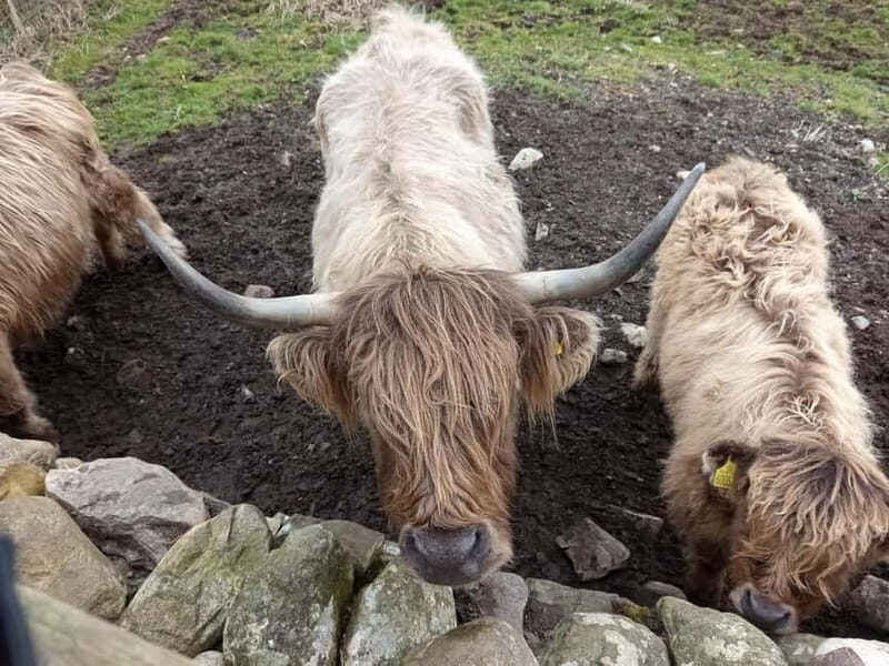 Edinburgh: Stirling, Highlands, Loch Ness, Mull 5-Day Tour - The Sum Up