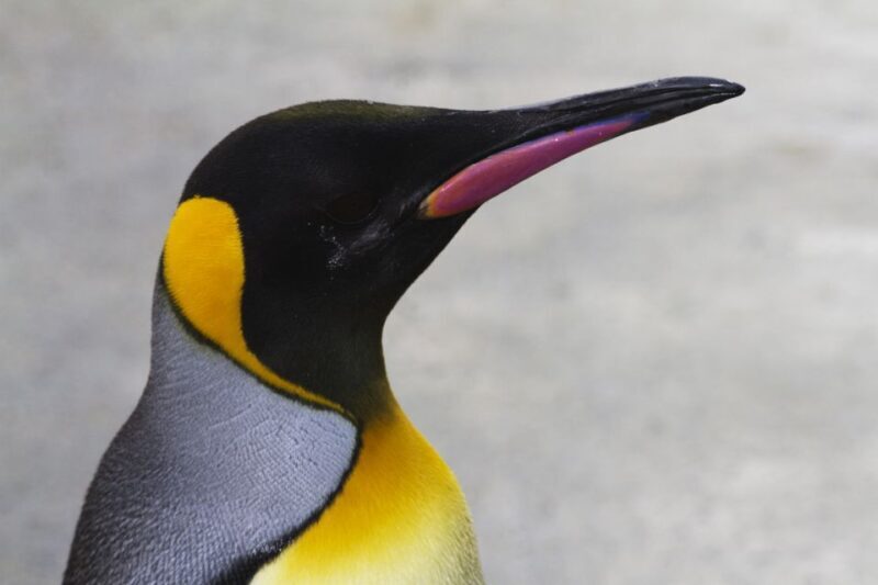 Edinburgh Zoo Entrance Ticket - An Introduction to Edinburgh Zoo