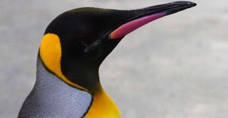 Edinburgh Zoo Entrance Ticket - The Realities of Visiting Edinburgh Zoo