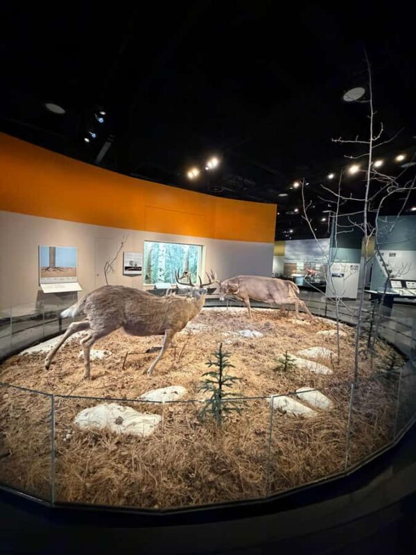 Edmonton: Museums and Muttart Conservatory Tour - What Travelers Are Saying