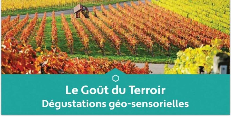 Educational tasting of 3 Champagnes from Winegrowers - The Whole Experience in Detail