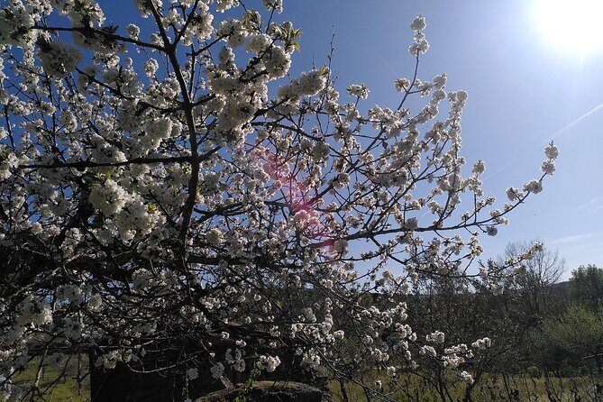 Educational visit of a Certified Organic Micro Farm in Trancoso - An In-Depth Look at the Organic Micro Farm Tour