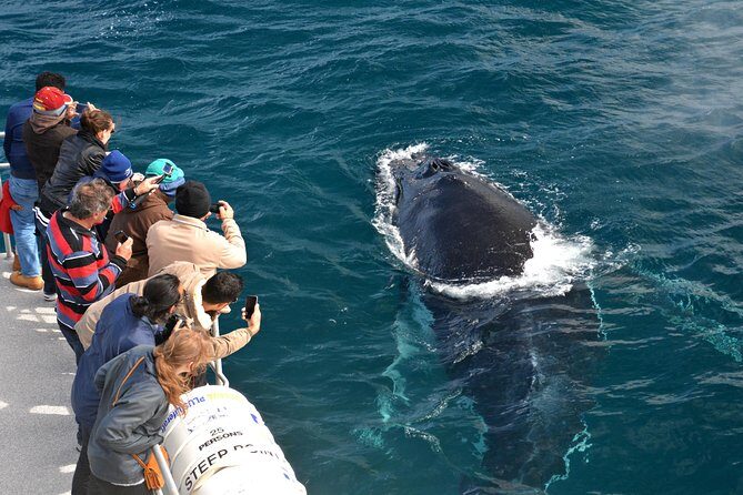 Educational Whale Watching Tour from Perth - An Introduction to the Experience