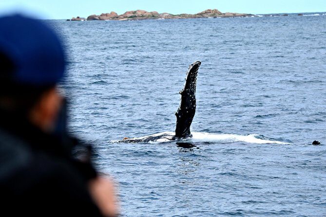 Educational Whale Watching Tour from Perth - Practical Details & Tips