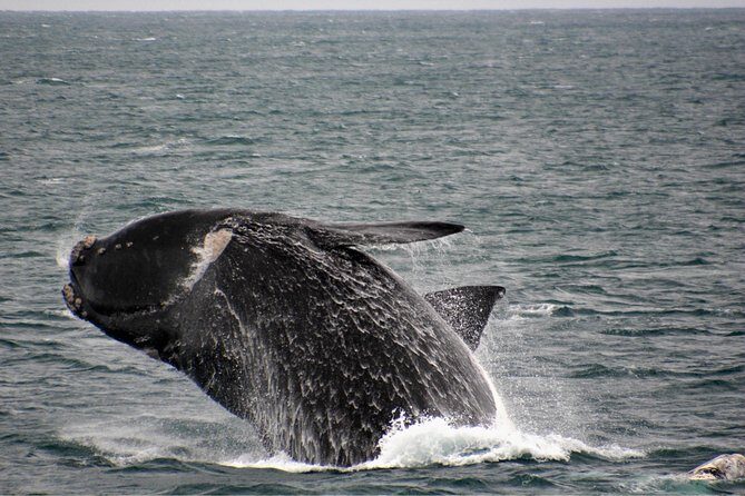 Educational Whale Watching Tour from Perth - Is This Tour Right for You?