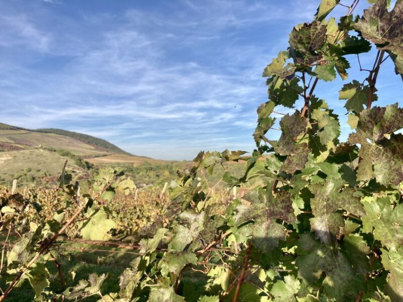 Eger: Countryside, Culture, and Wine Private Tour - The Sum Up