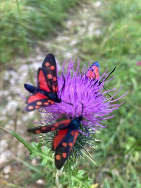 Ehrwald: Hiking Tour into breath taking Nature - Price and Value: Is It Worth It?