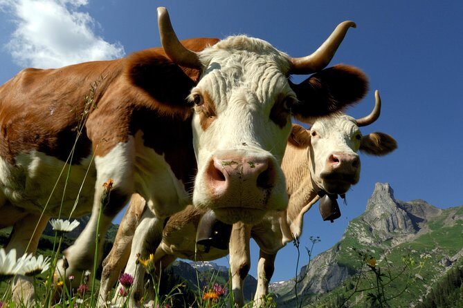 Eiger and Jungfrau Panorama Day Trip from Lucerne - The Sum Up