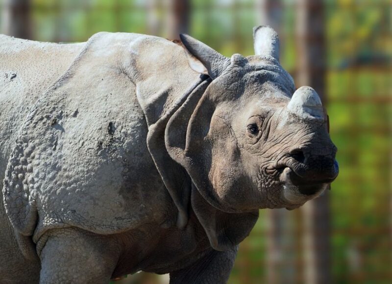 Eindhoven Zoo Entry Ticket - Exploring Eindhoven Zoo: What You Can Expect