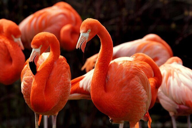 Ek Balam Ruins with Las Coloradas and Rio Lagartos Private Tour - Key Points