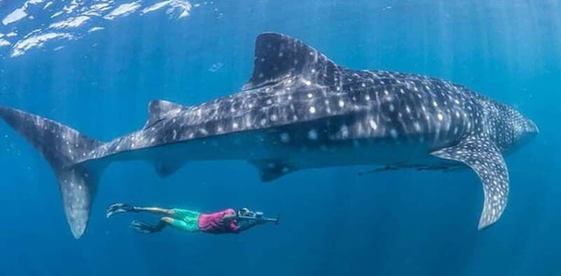 El Cabo: Incredible Private Tour to Espiritu Santo - Final Thoughts