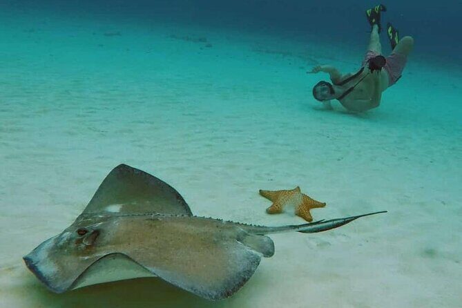 El Cielo Beach Snorkeling Adventure by Catamaran - The Booking and Logistics