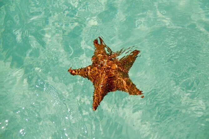 El cielo Cozumel From Cancún and round Transfer with Lunch - Authentic Experiences and What Travelers Say