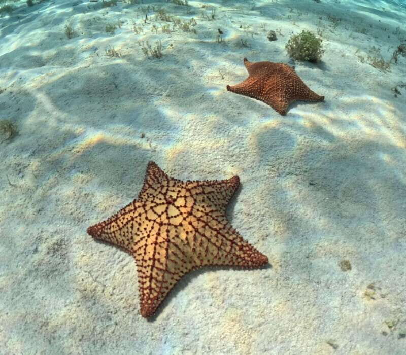 El Cielo Cozumel private snorkel tour - FAQs