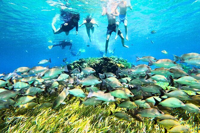 El Cielo Cozumel Snorkel Private Tour Big Group + Food Drinks - An In-Depth Look at the Tour