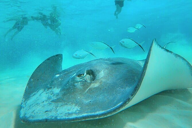 El Cielo Cozumel Snorkel Share Boat + Reefs + Food Drinks + Beach - The Itinerary: What You Can Expect