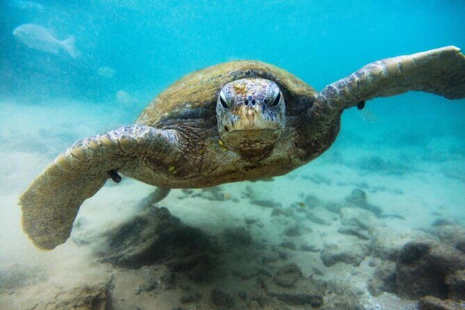 El Cielo Palancar and Columbia Snorkeling Tour - Key Points