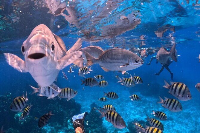 El Cielo Snorkeling Adventure in Cozumel - What’s Included and What’s Not