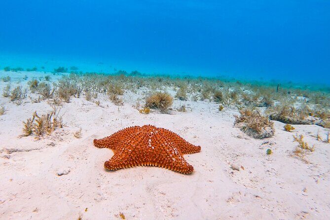 El Cielo the Breathtaking Snorkel Tour of Cozumel Cielito Beach & Lunch Included - Practical Tips for Making the Most of This Tour