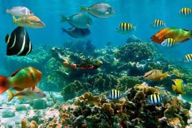 El Cielo Tour with Reef Snorkeling from Cozumel - Practical Tips for Participants