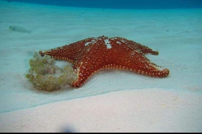 El Cielo Tour with Reef Snorkeling from Cozumel - The Sum Up