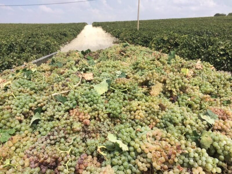 El Puerto de Santa María Winery and Tasting - A Close Look at the Winery and Its Setting