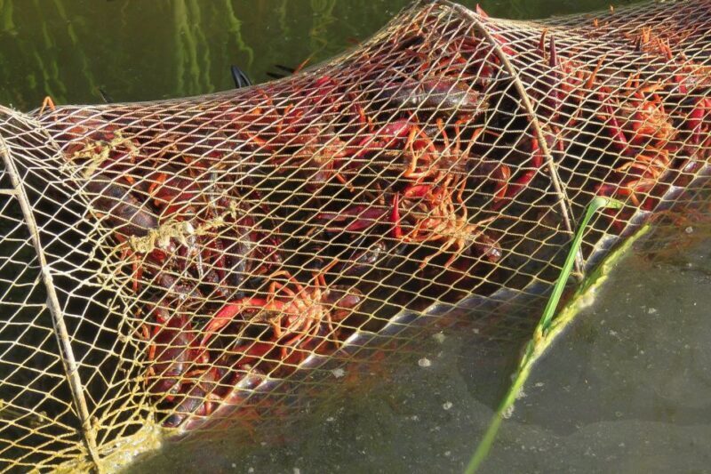 El Rocío: Doñana National Park 4x4 Guided Tour - FAQ