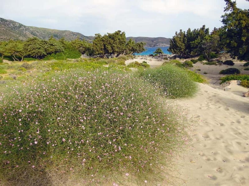 Elafonisi Bay - PINK COLOR SAND BEACH - Key Points
