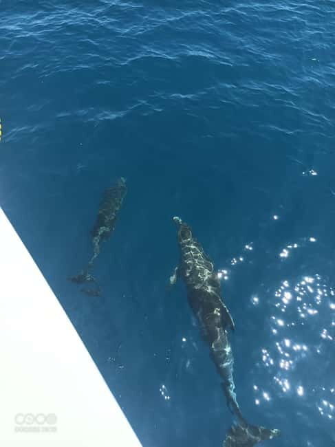 Elba Island boat trips - Who Should Consider This Tour?