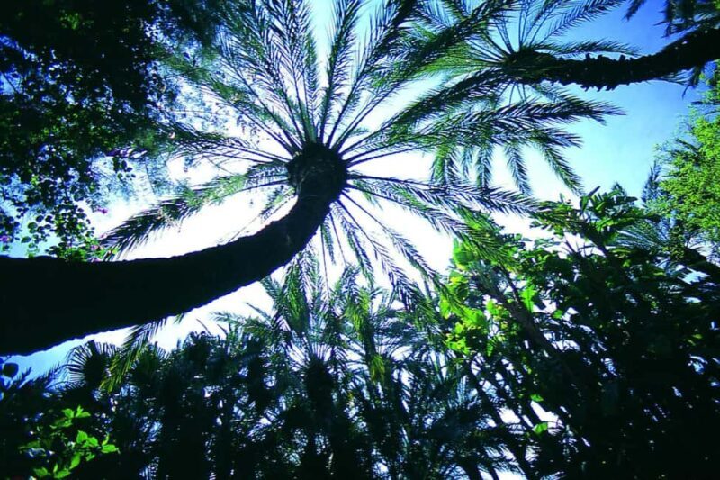 Elche: Entry Ticket Huerto del Cura National Artistic Garden - Who Will Love This Experience?